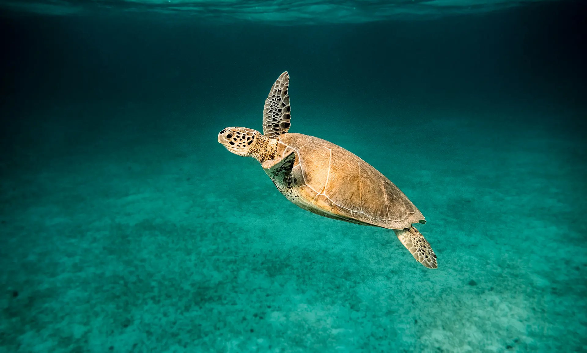 Anse d’Arlet, Anse Noire, and Anse Dufour
