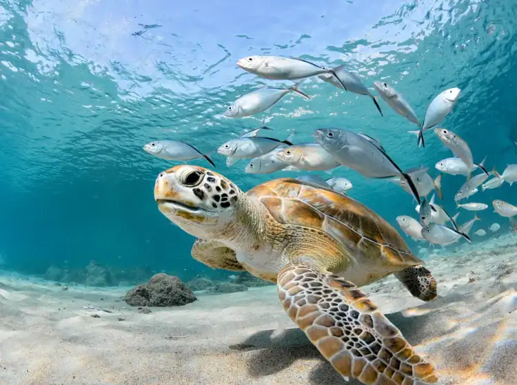 Luxury catamaran sailing over clear turquoise Caribbean waters