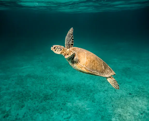 Turtle swimming banner