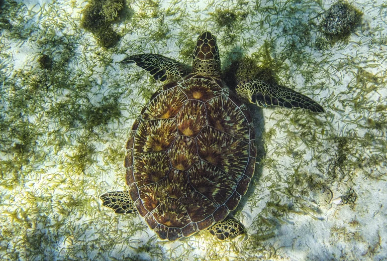 Sea turtle in shallow Caribbean water