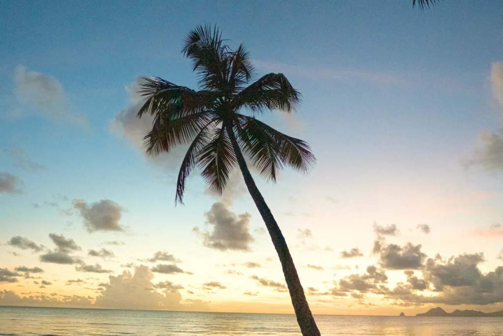 Leaning palm silhouetted against golden sunset over calm beach
