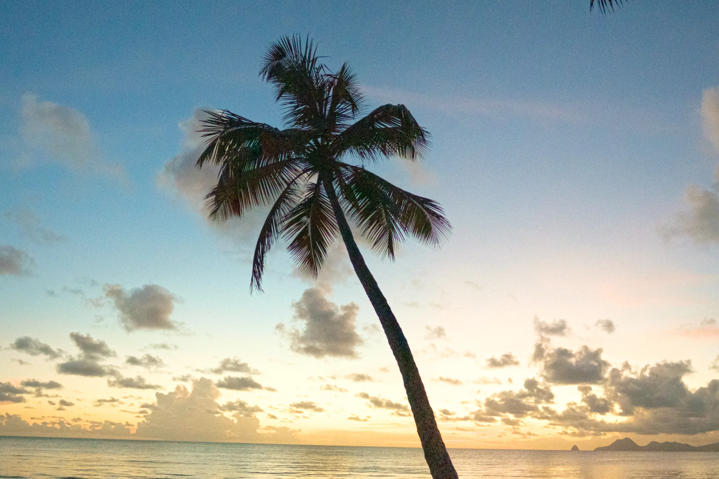 Leaning palm silhouetted against golden sunset over calm beach