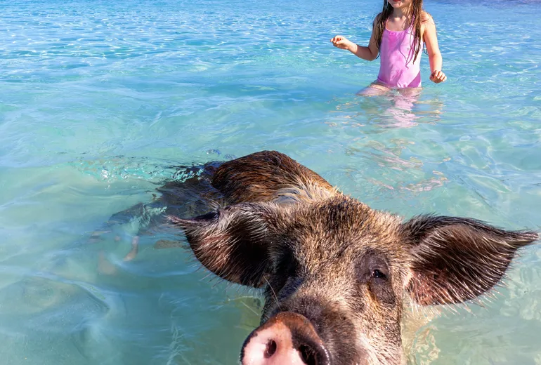 Girl in a pink swimsuit wading beside a swimming pig in Exuma-style shallows in the Bahamas