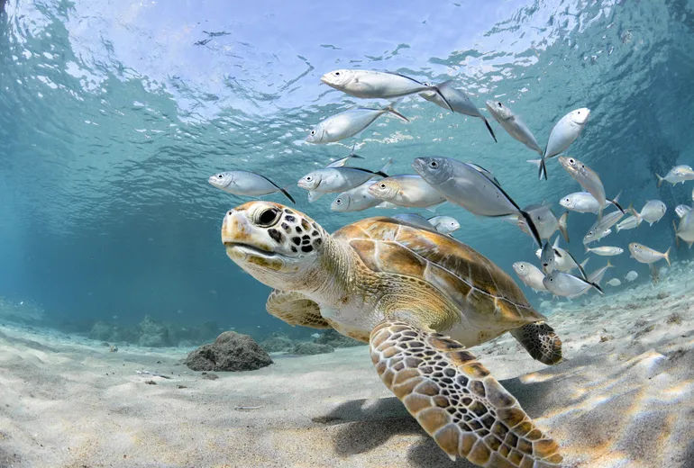 Sea turtle and reef fish in clear Caribbean shallows