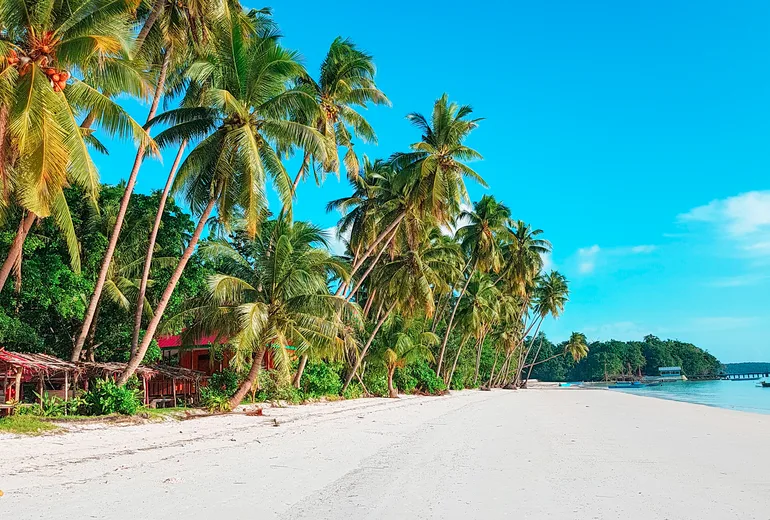 Tall coconut palms leaning over a wide empty white sand beach